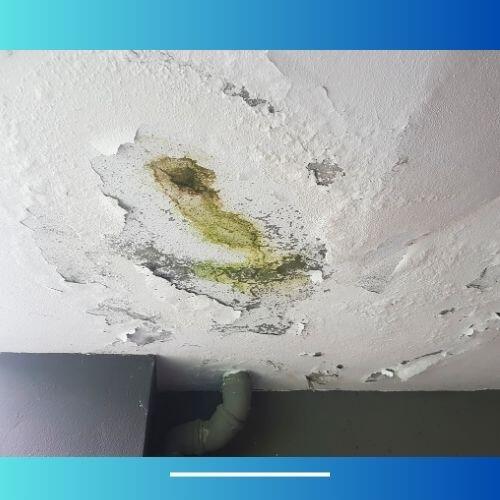 Grundwissen zu Schimmelpilzen in der Wohnung (6)