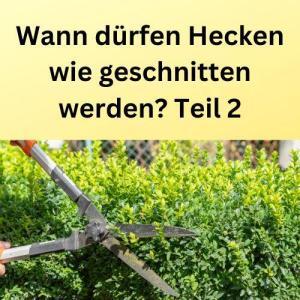 Wann dürfen Hecken wie geschnitten werden? Teil 2